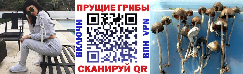Галлюциногенные грибы прущие грибы Безенчук